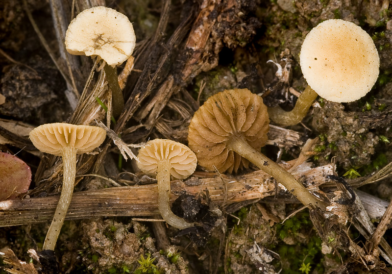 Tubaria minutalis